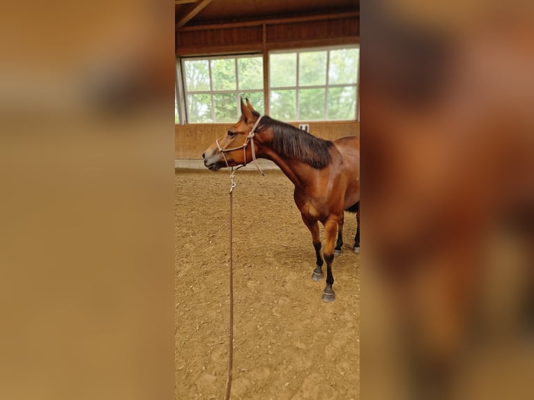 Quarter horse américain Hongre 6 Ans 148 cm in Belm