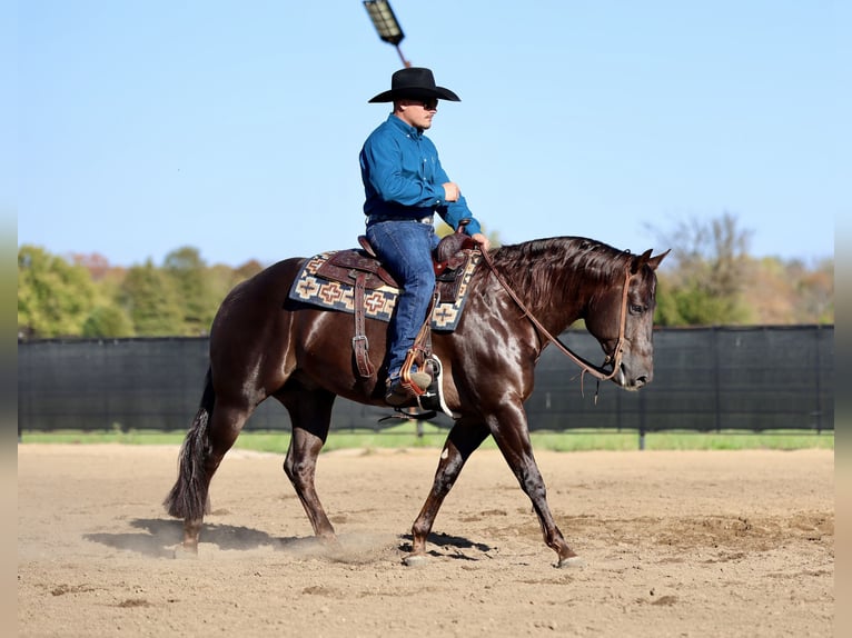 Quarter horse américain Hongre 6 Ans 150 cm Alezan brûlé in Buffalo