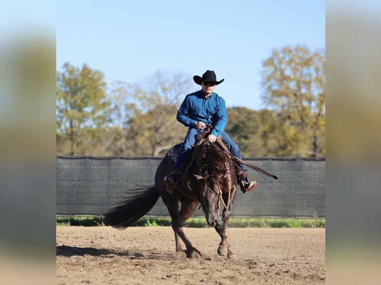 Quarter horse américain Hongre 6 Ans 150 cm Alezan brûlé in Buffalo