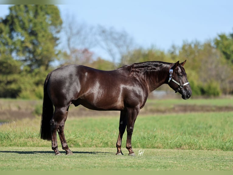 Quarter horse américain Hongre 6 Ans 150 cm Alezan brûlé in Buffalo