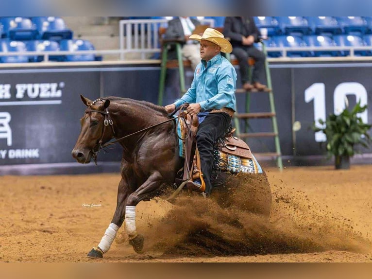 Quarter horse américain Hongre 6 Ans 150 cm Alezan brûlé in Buffalo