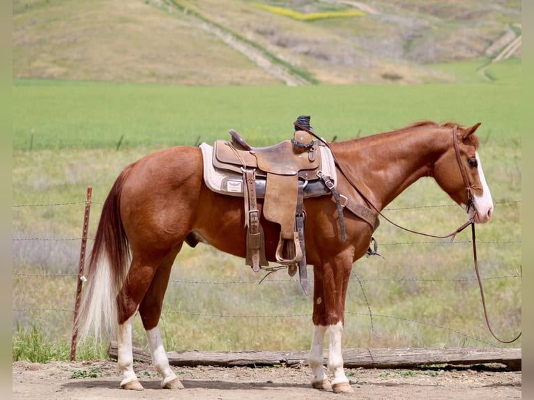 Quarter horse américain Hongre 6 Ans 150 cm Alezan brûlé in Bitterwater CA