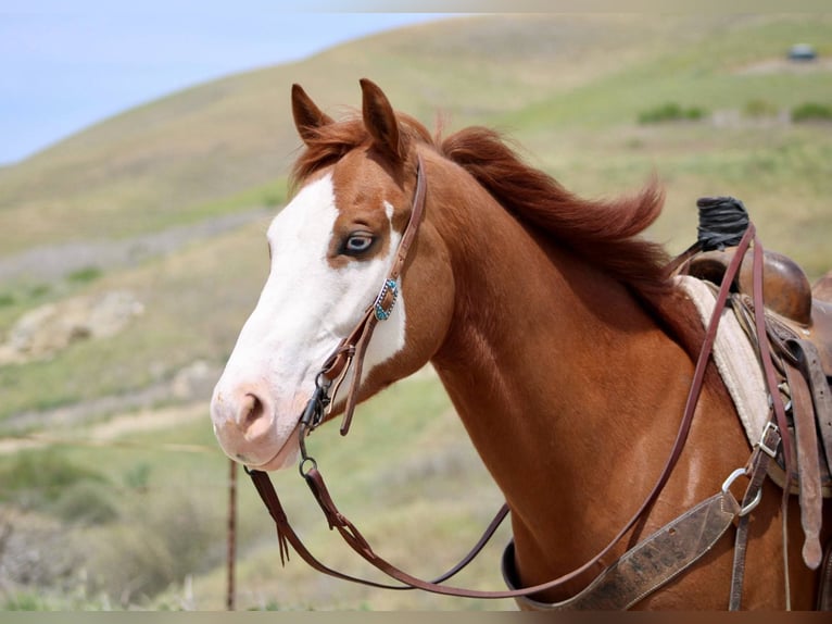 Quarter horse américain Hongre 6 Ans 150 cm Alezan brûlé in Bitterwater CA