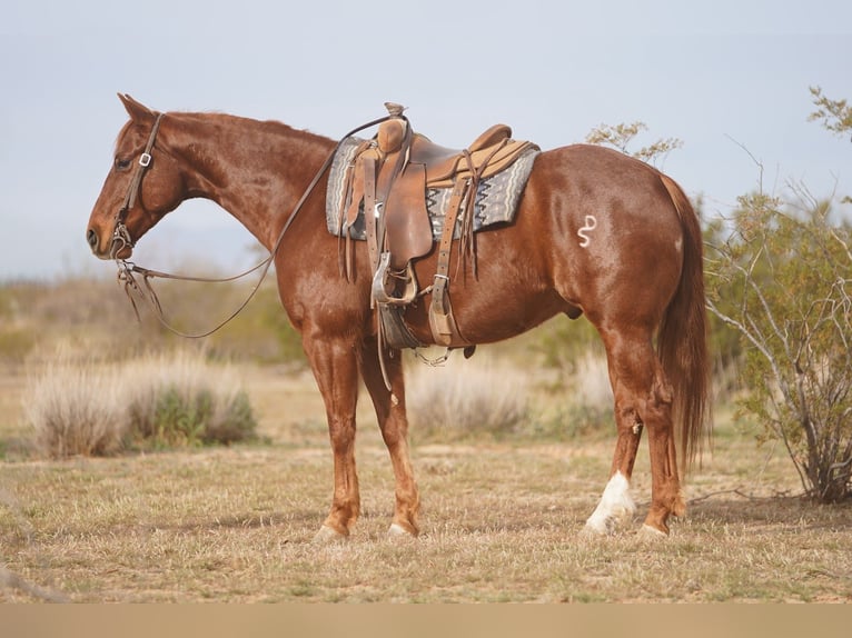 Quarter horse américain Hongre 6 Ans 150 cm Alezan cuivré in Aguila