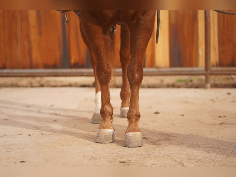 Quarter horse américain Hongre 6 Ans 150 cm Alezan cuivré in Aguila