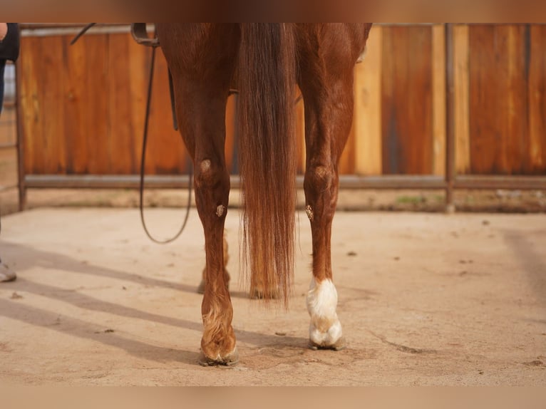 Quarter horse américain Hongre 6 Ans 150 cm Alezan cuivré in Aguila