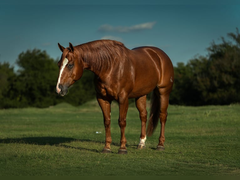 Quarter horse américain Hongre 6 Ans 150 cm Alezan cuivré in Gainesville