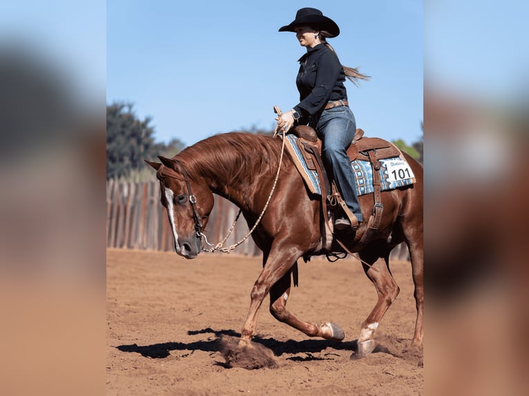 Quarter horse américain Hongre 6 Ans 150 cm Alezan cuivré in Gainesville