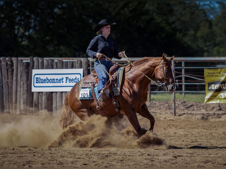 Quarter horse américain Hongre 6 Ans 150 cm Alezan cuivré in Gainesville