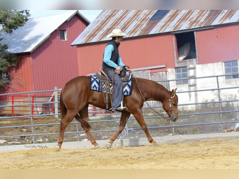 Quarter horse américain Hongre 6 Ans 150 cm Alezan cuivré in Oelwein