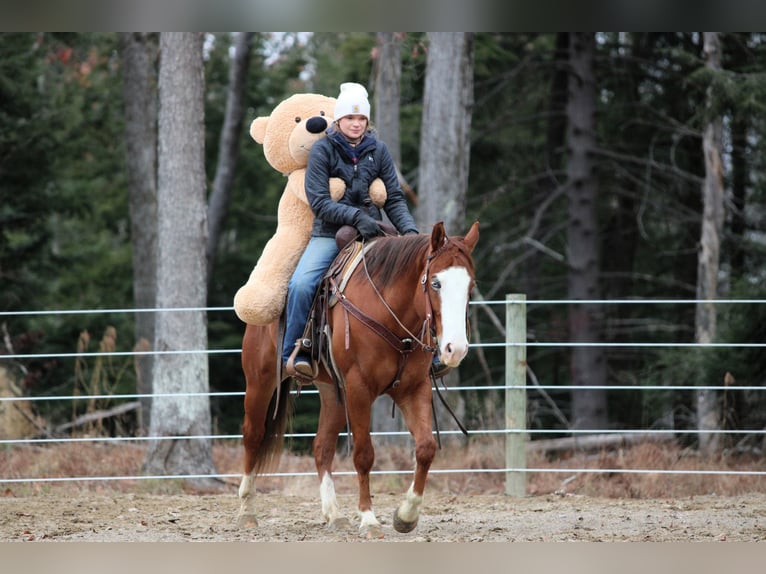 Quarter horse américain Hongre 6 Ans 150 cm Alezan cuivré in Clarion