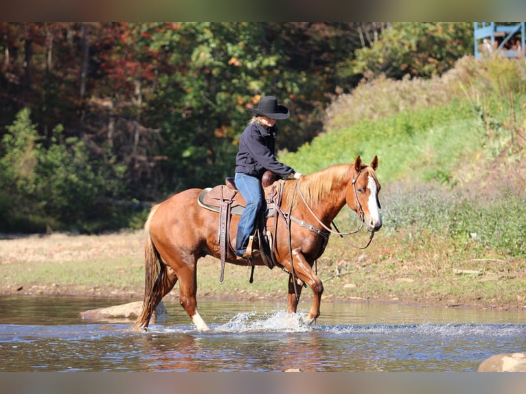 Quarter horse américain Hongre 6 Ans 150 cm Alezan cuivré in Clarion Quarter horse américain Hongre 6 Ans 150 cm Alezan cuivré in Clarion