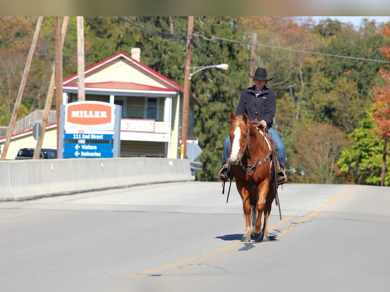 Quarter horse américain Hongre 6 Ans 150 cm Alezan cuivré in Clarion Quarter horse américain Hongre 6 Ans 150 cm Alezan cuivré in Clarion