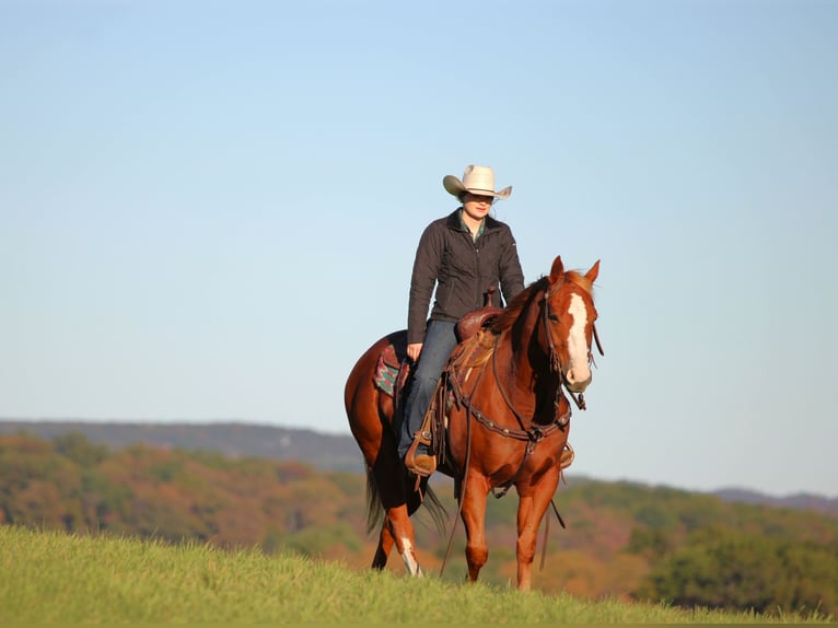 Quarter horse américain Hongre 6 Ans 150 cm Alezan cuivré in Clarion Quarter horse américain Hongre 6 Ans 150 cm Alezan cuivré in Clarion