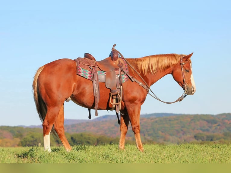 Quarter horse américain Hongre 6 Ans 150 cm Alezan cuivré in Clarion Quarter horse américain Hongre 6 Ans 150 cm Alezan cuivré in Clarion