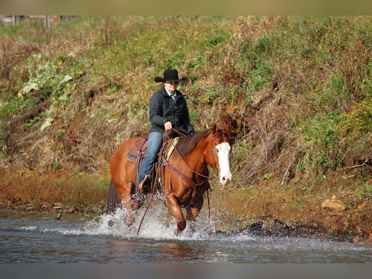 Quarter horse américain Hongre 6 Ans 150 cm Alezan cuivré in Clarion