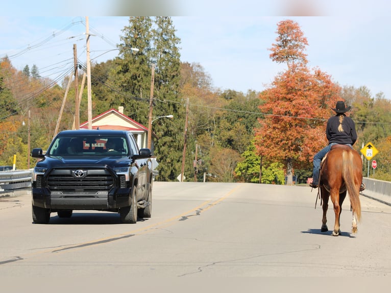 Quarter horse américain Hongre 6 Ans 150 cm Alezan cuivré in Clarion Quarter horse américain Hongre 6 Ans 150 cm Alezan cuivré in Clarion