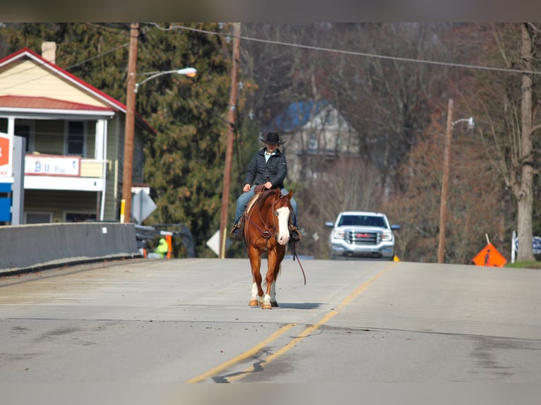 Quarter horse américain Hongre 6 Ans 150 cm Alezan cuivré in Clarion