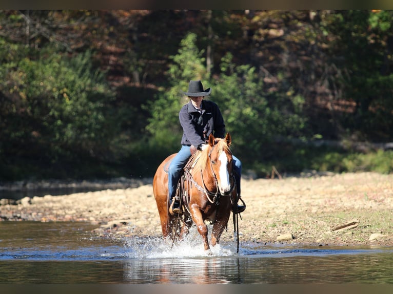 Quarter horse américain Hongre 6 Ans 150 cm Alezan cuivré in Clarion Quarter horse américain Hongre 6 Ans 150 cm Alezan cuivré in Clarion