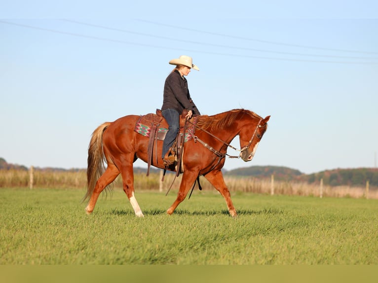 Quarter horse américain Hongre 6 Ans 150 cm Alezan cuivré in Clarion Quarter horse américain Hongre 6 Ans 150 cm Alezan cuivré in Clarion