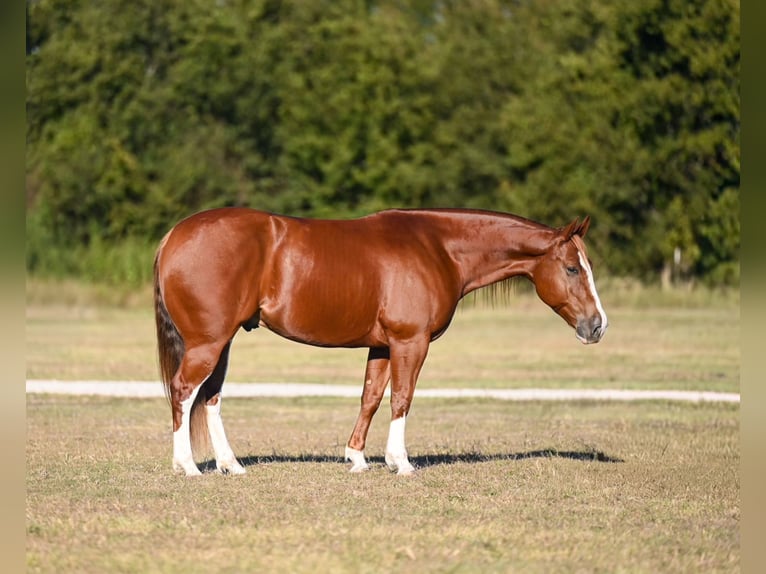 Quarter horse américain Hongre 6 Ans 150 cm Alezan cuivré in Waco