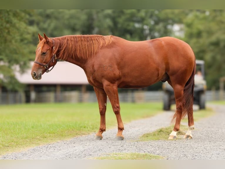 Quarter horse américain Hongre 6 Ans 150 cm Alezan cuivré in Wilmer, AL