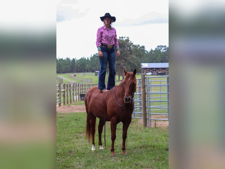 Quarter horse américain Hongre 6 Ans 150 cm Alezan cuivré in Wilmer, AL