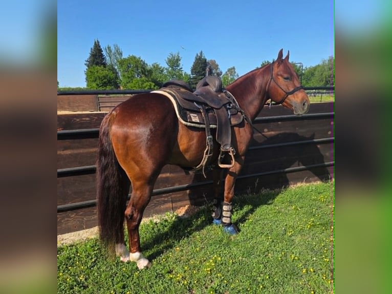 Quarter horse américain Hongre 6 Ans 150 cm Alezan cuivré in Anderson