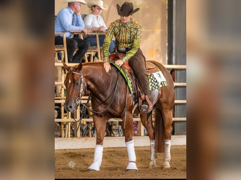Quarter horse américain Hongre 6 Ans 150 cm Alezan in Duingen