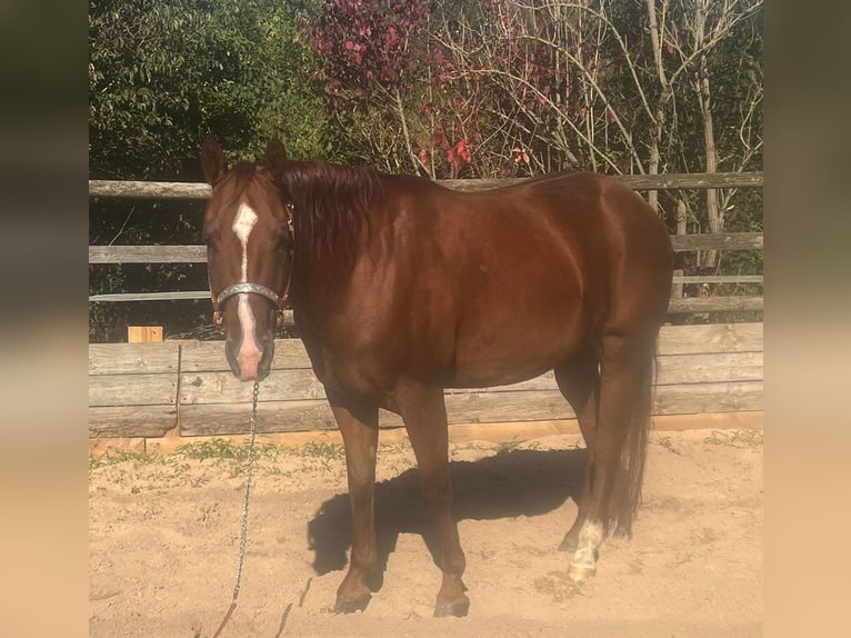 Quarter horse américain Hongre 6 Ans 150 cm Alezan in Nennslingen