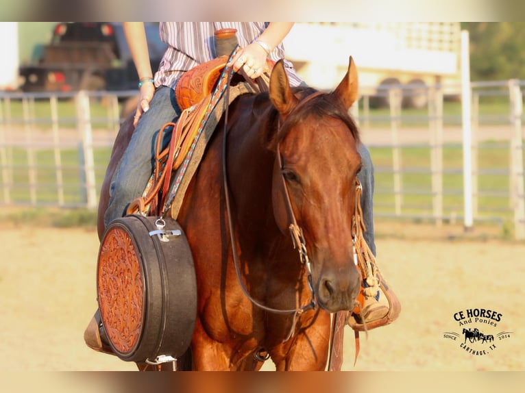 Quarter horse américain Hongre 6 Ans 150 cm Bai cerise in Carthage