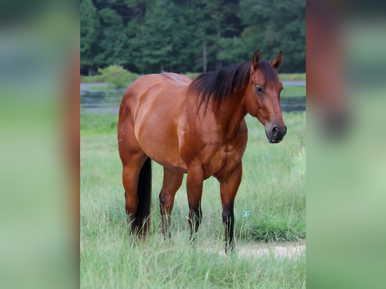 Quarter horse américain Hongre 6 Ans 150 cm Bai cerise in Carthage