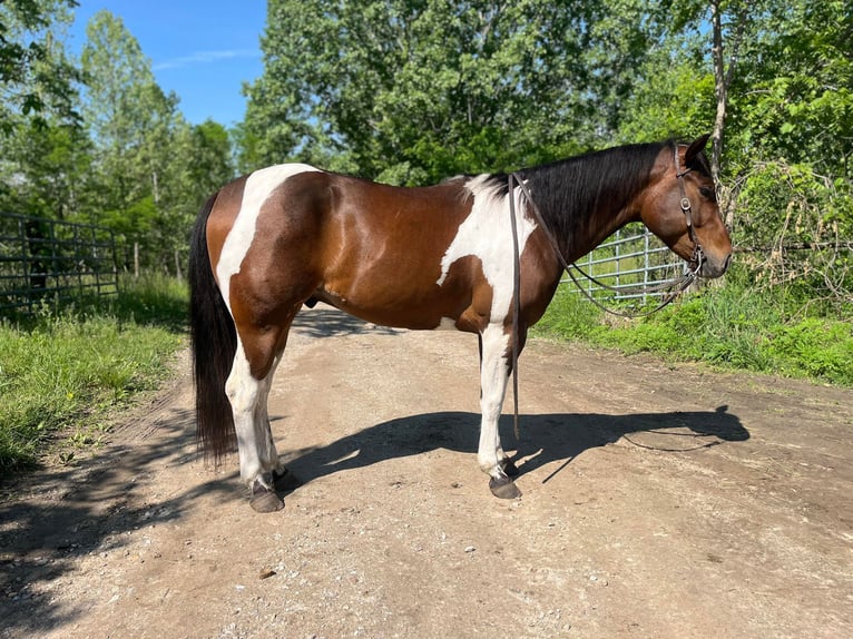 Quarter horse américain Hongre 6 Ans 150 cm Bai cerise in Zearing IA