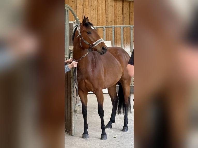 Quarter horse américain Croisé Hongre 6 Ans 150 cm Bai in Osterode am Harz