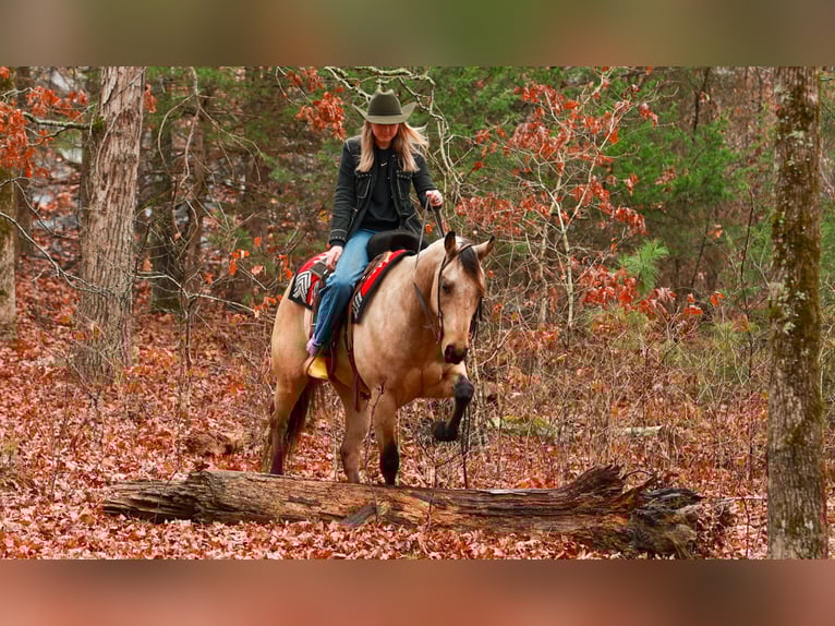 Quarter horse américain Hongre 6 Ans 150 cm Buckskin in Quitman