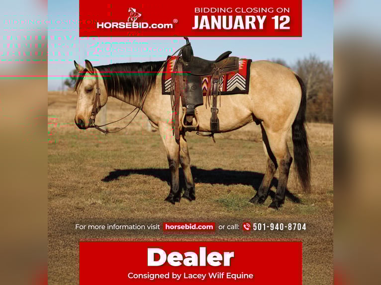 Quarter horse américain Hongre 6 Ans 150 cm Buckskin in Quitman