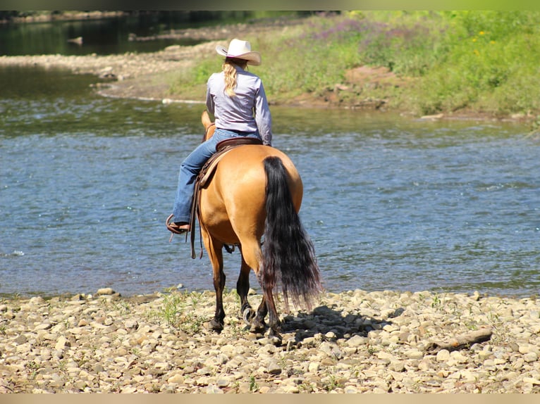 Quarter horse américain Hongre 6 Ans 150 cm Buckskin in Clarion, PA