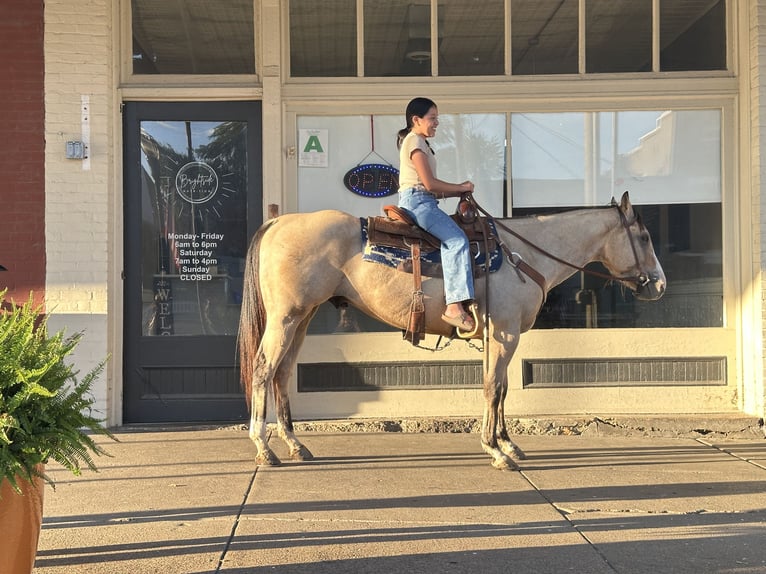 Quarter horse américain Hongre 6 Ans 150 cm Buckskin in Henderson