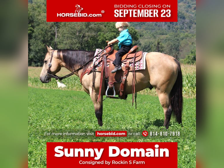 Quarter horse américain Hongre 6 Ans 150 cm Buckskin in Rebersburg, PA