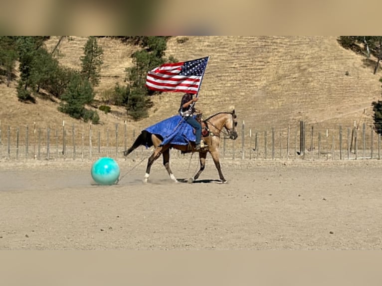Quarter horse américain Hongre 6 Ans 150 cm Buckskin in Tres Pinos