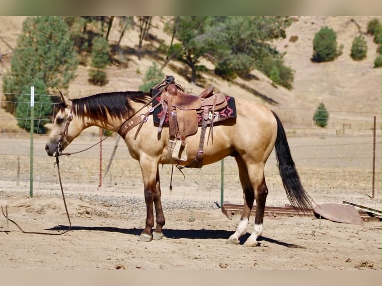 Quarter horse américain Hongre 6 Ans 150 cm Buckskin in Tres Pinos