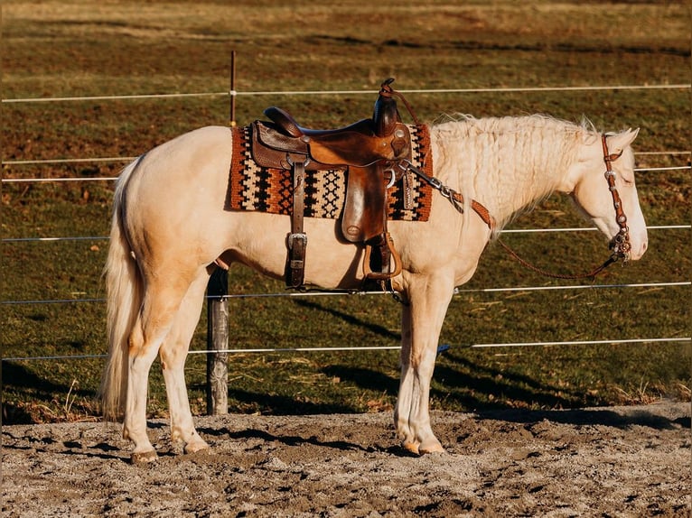 Quarter horse américain Hongre 6 Ans 150 cm Cremello in Andover