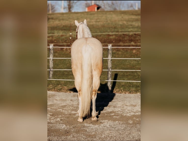 Quarter horse américain Hongre 6 Ans 150 cm Cremello in Andover