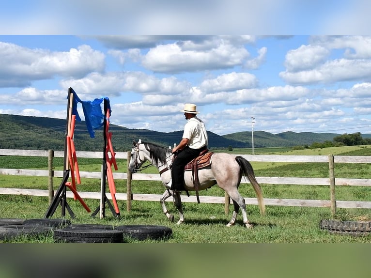 Quarter horse américain Hongre 6 Ans 150 cm Gris in Rebersburg, PA