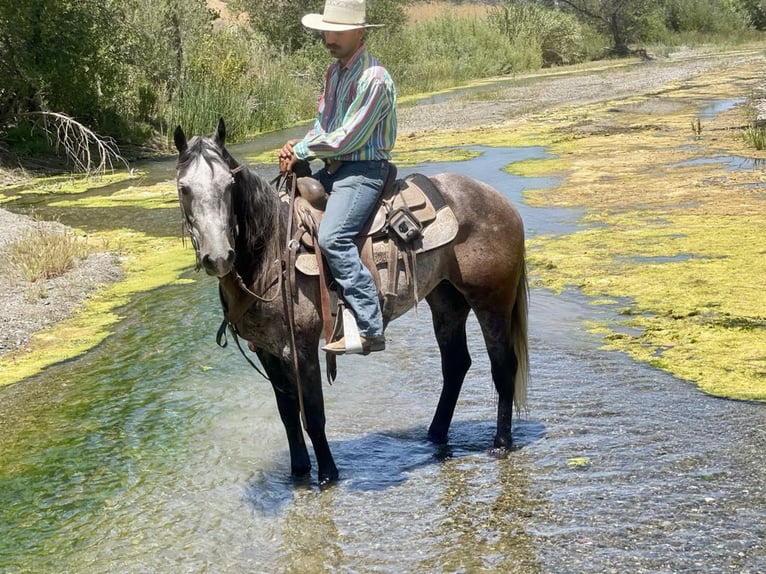 Quarter horse américain Hongre 6 Ans 150 cm Gris in Paicines CA