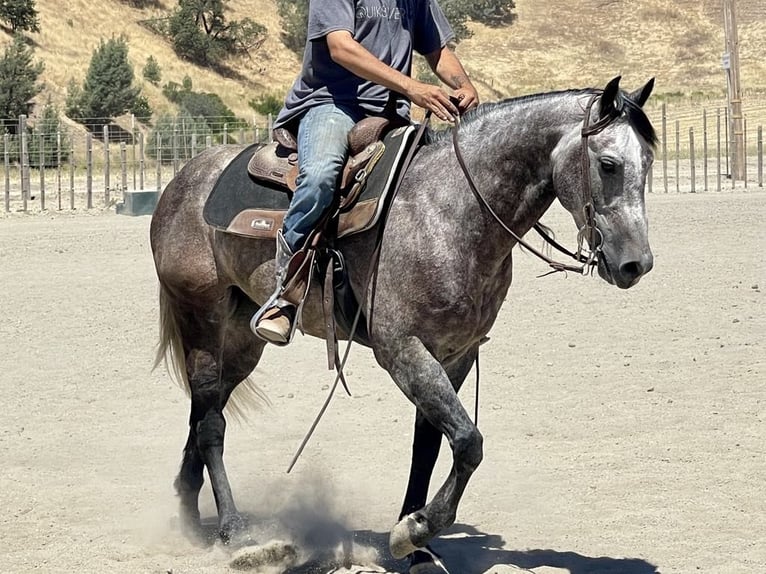 Quarter horse américain Hongre 6 Ans 150 cm Gris in Paicines CA