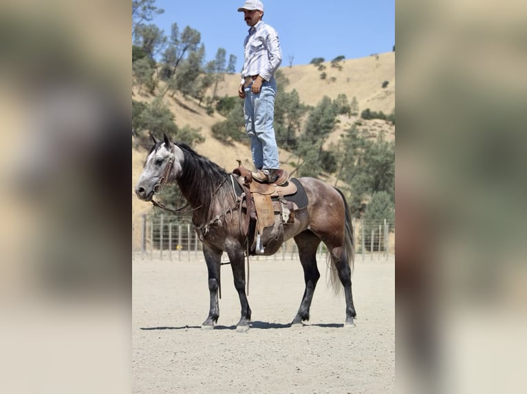 Quarter horse américain Hongre 6 Ans 150 cm Gris in Paicines CA