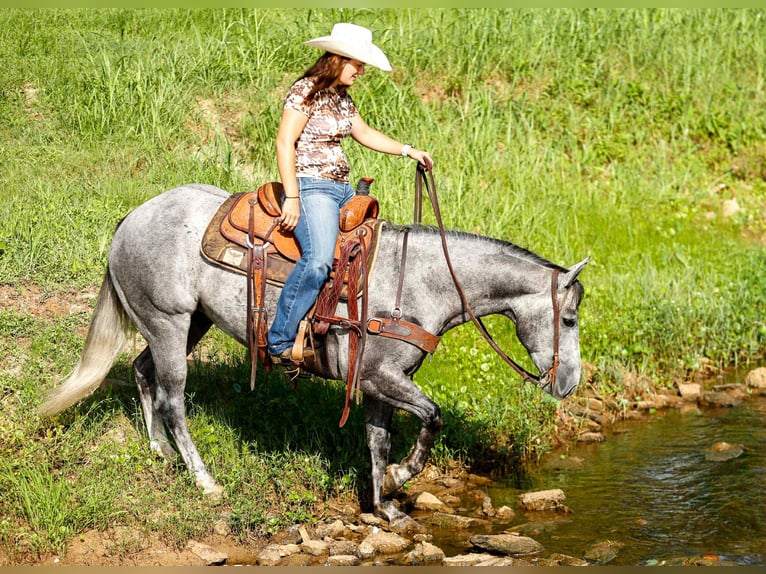 Quarter horse américain Hongre 6 Ans 150 cm Gris in Rusk TX