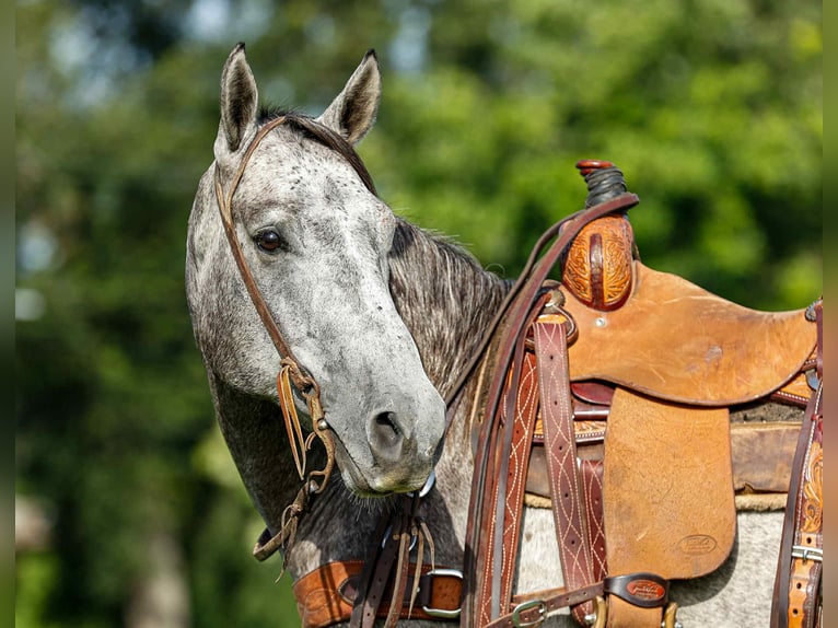 Quarter horse américain Hongre 6 Ans 150 cm Gris in Rusk TX