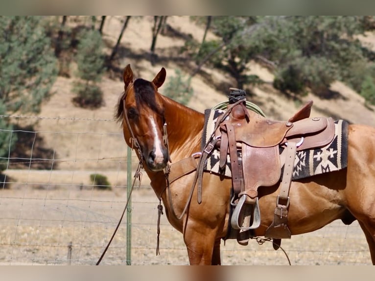 Quarter horse américain Hongre 6 Ans 150 cm Isabelle in Paicines